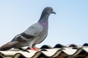 Pigeon Control, Pest Control in Watford, Cassiobury, WD17. Call Now 020 8166 9746