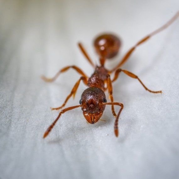 Field Ants, Pest Control in Watford, Cassiobury, WD17. Call Now! 020 8166 9746