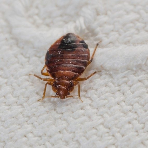 Bed Bugs, Pest Control in Watford, Cassiobury, WD17. Call Now! 020 8166 9746