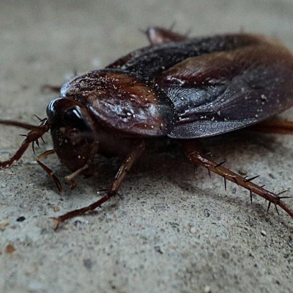 Cockroaches, Pest Control in Watford, Cassiobury, WD17. Call Now! 020 8166 9746