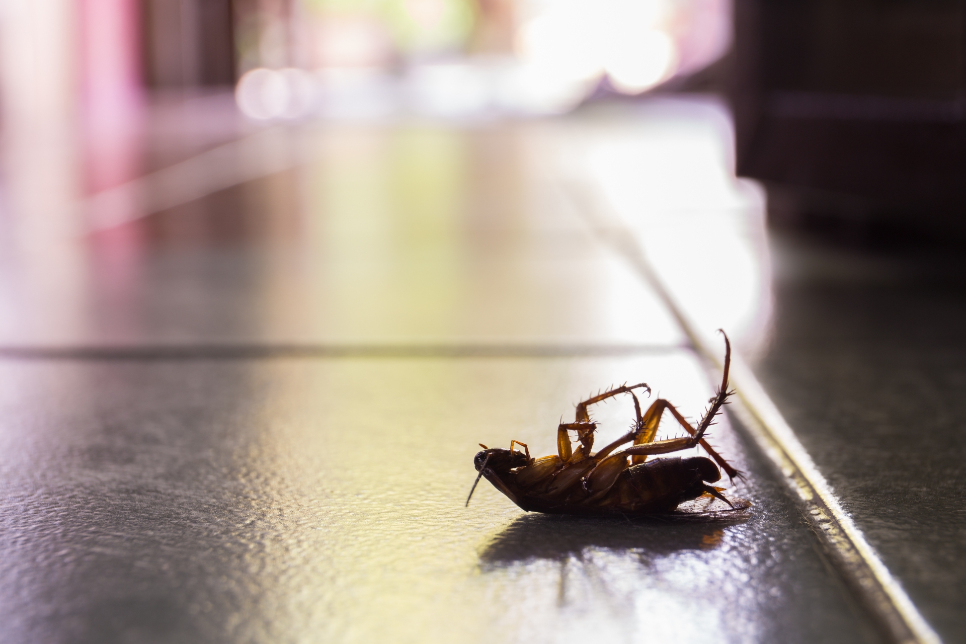 Cockroach Control, Pest Control in Watford, Cassiobury, WD17. Call Now 020 8166 9746