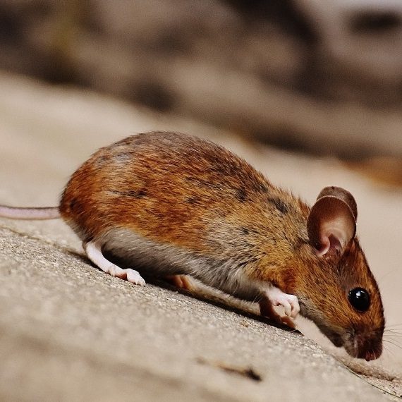 Mice, Pest Control in Watford, Cassiobury, WD17. Call Now! 020 8166 9746