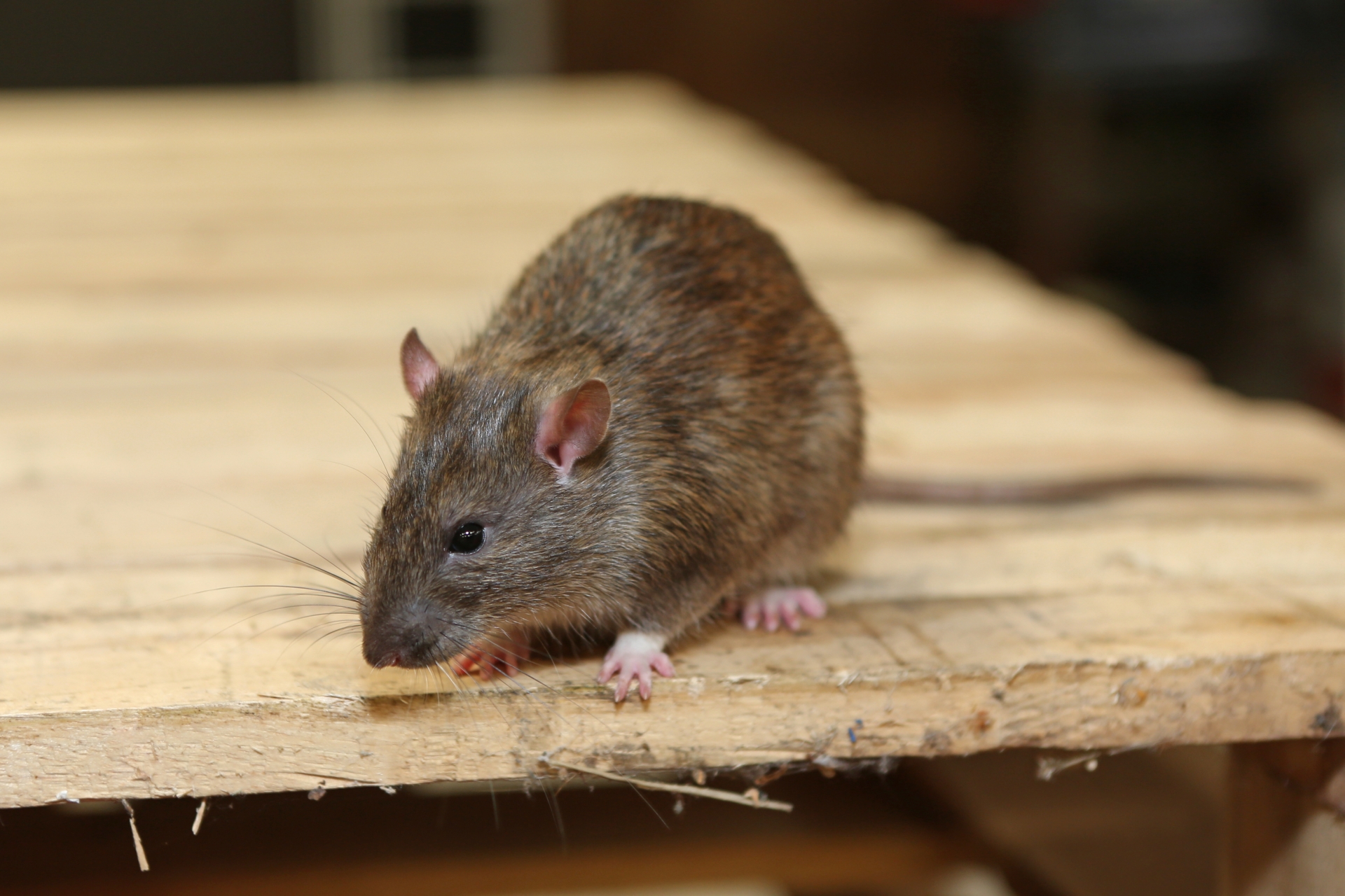 Rat Control, Pest Control in Watford, Cassiobury, WD17. Call Now 020 8166 9746