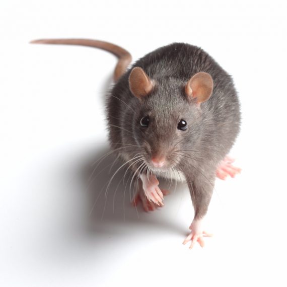 Rats, Pest Control in Watford, Cassiobury, WD17. Call Now! 020 8166 9746