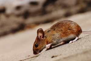 Mouse extermination, Pest Control in Watford, Cassiobury, WD17. Call Now 020 8166 9746