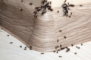 Ant Control, Pest Control in Watford, Cassiobury, WD17. Call Now 020 8166 9746