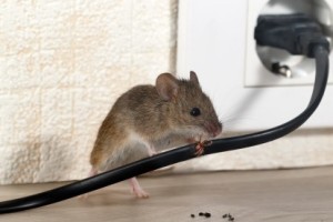 Mice Control, Pest Control in Watford, Cassiobury, WD17. Call Now 020 8166 9746