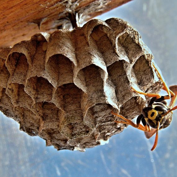 Wasps Nest, Pest Control in Watford, Cassiobury, WD17. Call Now! 020 8166 9746